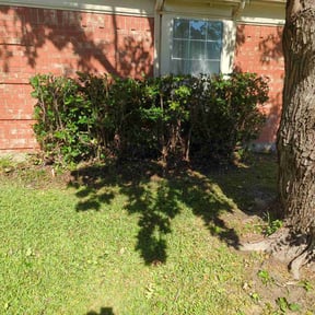 Bush Trimming by TopDollarQualityLLC reviewed on October 22, 2025