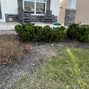 Bush Trimming by Precision Lawncare reviewed on December 3, 2025
