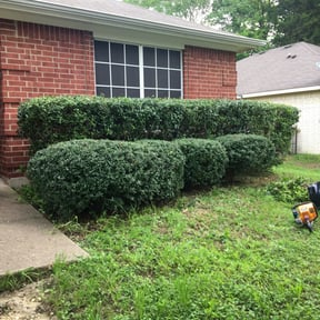 Bush Trimming by Parvilus Inc reviewed on August 17, 2025