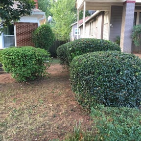 Bush Trimming by Jose Landscaping. reviewed on August 19, 2025