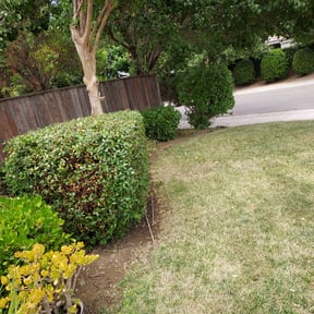 Bush Trimming by Florida LawnScapers LLC reviewed on August 18, 2025