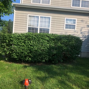 Bush Trimming by IMPAKT Lawn Solutions reviewed on August 18, 2025