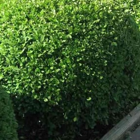 Bush Trimming by Monroeville lawn service reviewed on August 21, 2025