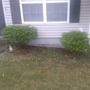 Bush Trimming by Royalty lawn care reviewed on August 20, 2025