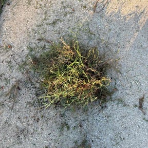 Flower Bed Weeding by jones Industries Landscaping Specialist reviewed on November 10, 2025