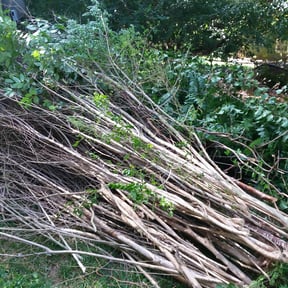 Bush Trimming by GOAT Lawn Sevice reviewed on August 21, 2025