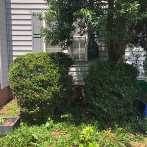 Bush Trimming by G. Green Lawns reviewed on August 18, 2025