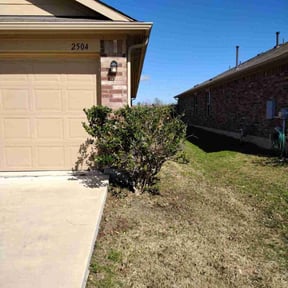 Bush Trimming by Greenlawnz landscaping reviewed on August 20, 2025