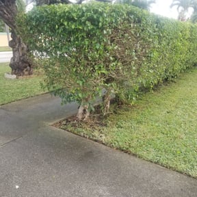 Bush Trimming by Sivie's Family Garden LLC reviewed on August 17, 2025
