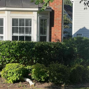Bush Trimming by WLQ Solutions reviewed on August 16, 2025