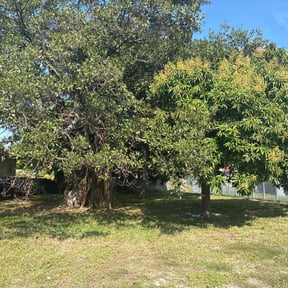 Bush Trimming by Allen Investments reviewed on December 23, 2025