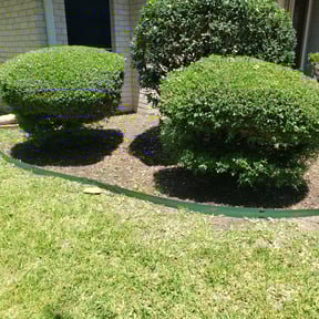 Bush Trimming by Family Greenscape a reviewed on August 16, 2025
