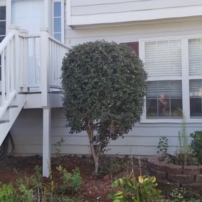 Bush Trimming by On Time Handyman Full Service reviewed on August 21, 2025