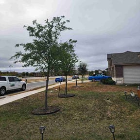 Bush Trimming by Superior Landscape &amp; Maintenance, Inc. reviewed on October 19, 2025