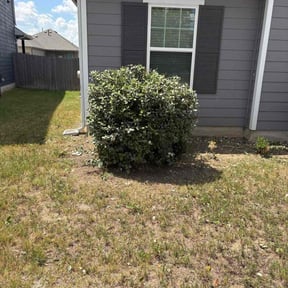 Bush Trimming by Them Joneses reviewed on January 20, 2026