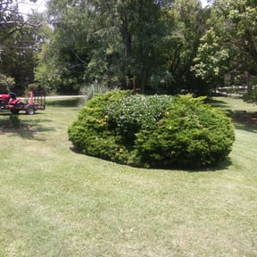 Bush Trimming by A Closer Look Residential Inspections LLC reviewed on August 17, 2025