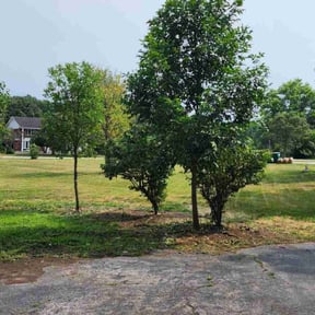 Bush Trimming by Grasman LLC reviewed on August 18, 2025