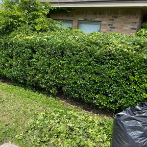 Bush Trimming by Nicks 20/20 lawn care reviewed on August 16, 2025