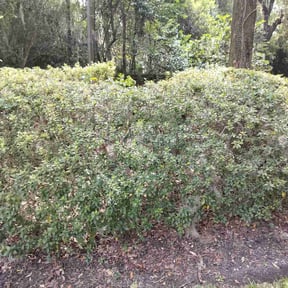 Bush Trimming by Philly Got Grass reviewed on August 20, 2025