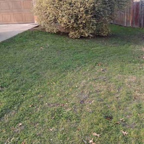 Leaf Removal by ELM Lawn Care reviewed on September 21, 2025