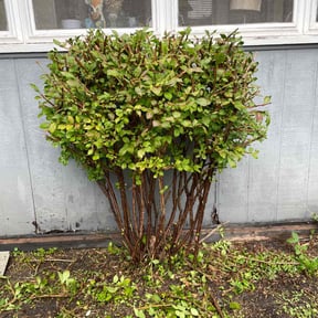 Bush Trimming by DClandscapeing reviewed on November 7, 2025
