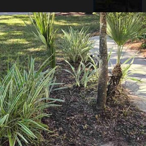 Bush Trimming by J&amp;R property solutions  reviewed on November 21, 2025