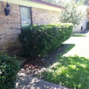 Bush Trimming by Jerusalemlawncareservice reviewed on August 21, 2025