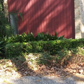 Bush Trimming by Mr Bodeine Lawn Services reviewed on August 18, 2025