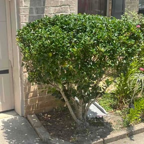 Bush Trimming by Naturalis Landscaping reviewed on July 16, 2026