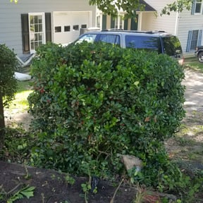 Bush Trimming by Poetry In Motion, LLC reviewed on August 21, 2025