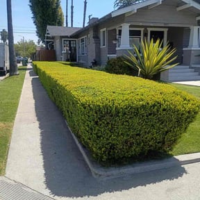 Bush Trimming by Forever Green FG LLC reviewed on July 4, 2026