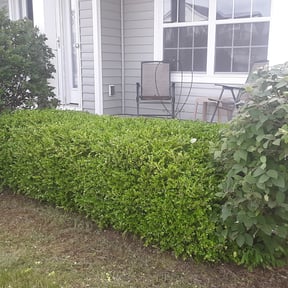 Bush Trimming by JT lawn care grass guys reviewed on August 16, 2025