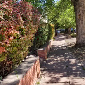Bush Trimming by SRH Lawn and Shrubs reviewed on August 18, 2025