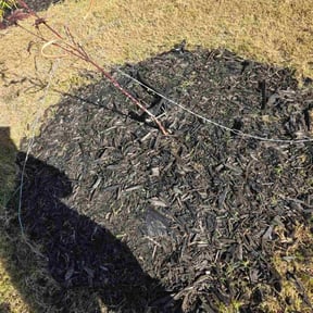 Flower Bed Weeding by Mario Lawn Service reviewed on November 24, 2025