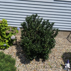 Bush Trimming by Jasmines Lawn and More reviewed on August 15, 2025