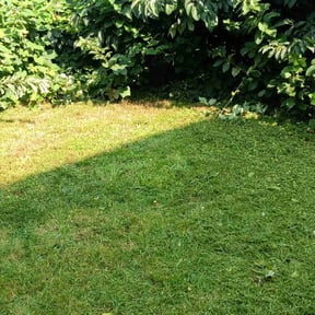 lawn maintenance by Wilson & Son Lawn Care reviewed on March 12, 2024