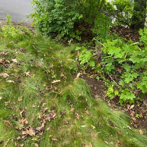 Leaf Removal by LaPriest Blocker reviewed on September 12, 2025