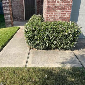 Bush Trimming by Allen Investments reviewed on November 19, 2025