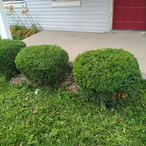 Bush Trimming by TwinEagleLandscaping reviewed on August 21, 2025