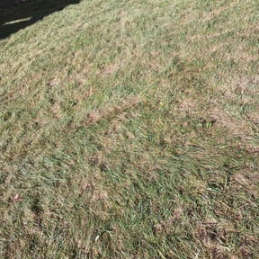 Leaf Removal by Morgan Landscaping LLC reviewed on September 12, 2025