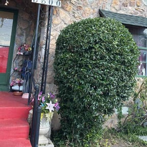 Bush Trimming by Heavenly Cuts landscaping reviewed on November 6, 2025