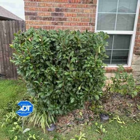 Bush Trimming by Colabora USA LLC DBA Monster Cuts reviewed on October 21, 2025