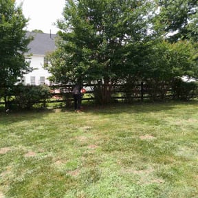 Bush Trimming by Lamar's Mowing Company reviewed on August 16, 2025