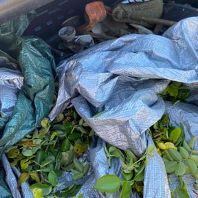 Bush Trimming by Schuetz Landscaping Services reviewed on August 18, 2025