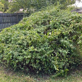 Bush Trimming by AD Lawns reviewed on August 17, 2025