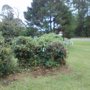 Bush Trimming by AllAround Services llc reviewed on November 21, 2025