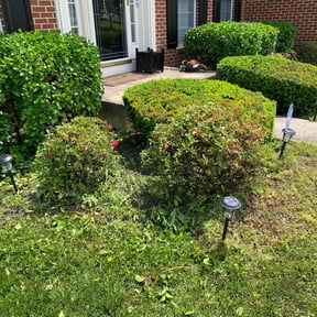 Bush Trimming by Green Tree Lawncare reviewed on August 21, 2025
