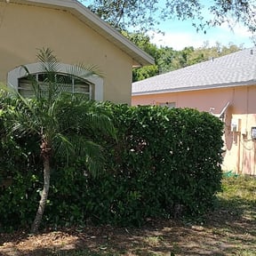 Bush Trimming by Igolawncare reviewed on November 19, 2025