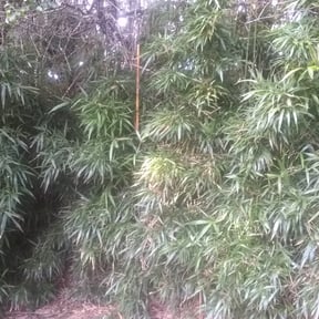 Bush Trimming by Express lawn reviewed on August 19, 2025