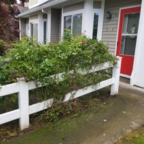 Bush Trimming by S&W Lawn and Housing LLC reviewed on August 19, 2025